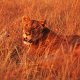 Kenya (1)